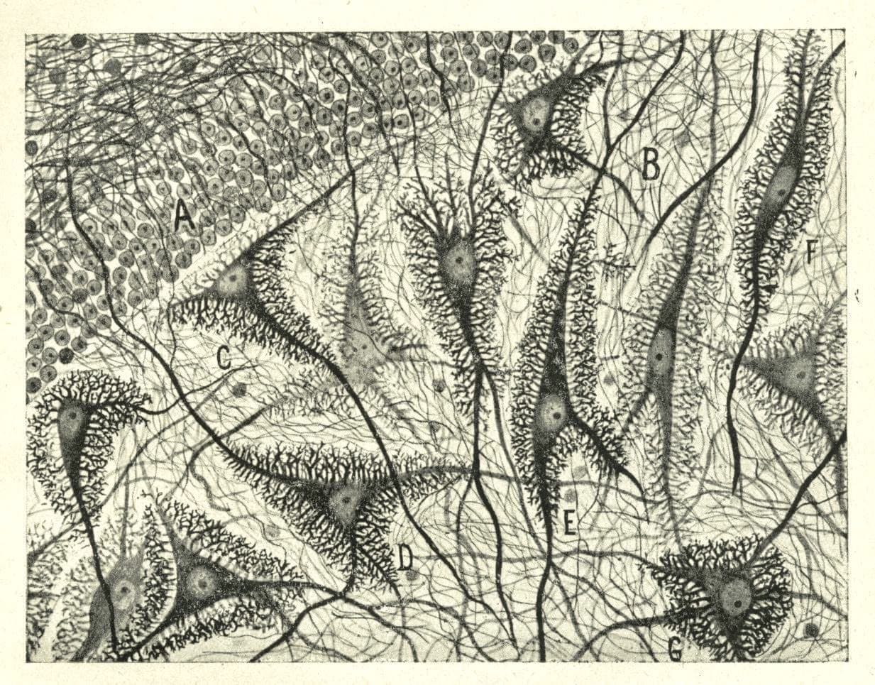 Nerve cells