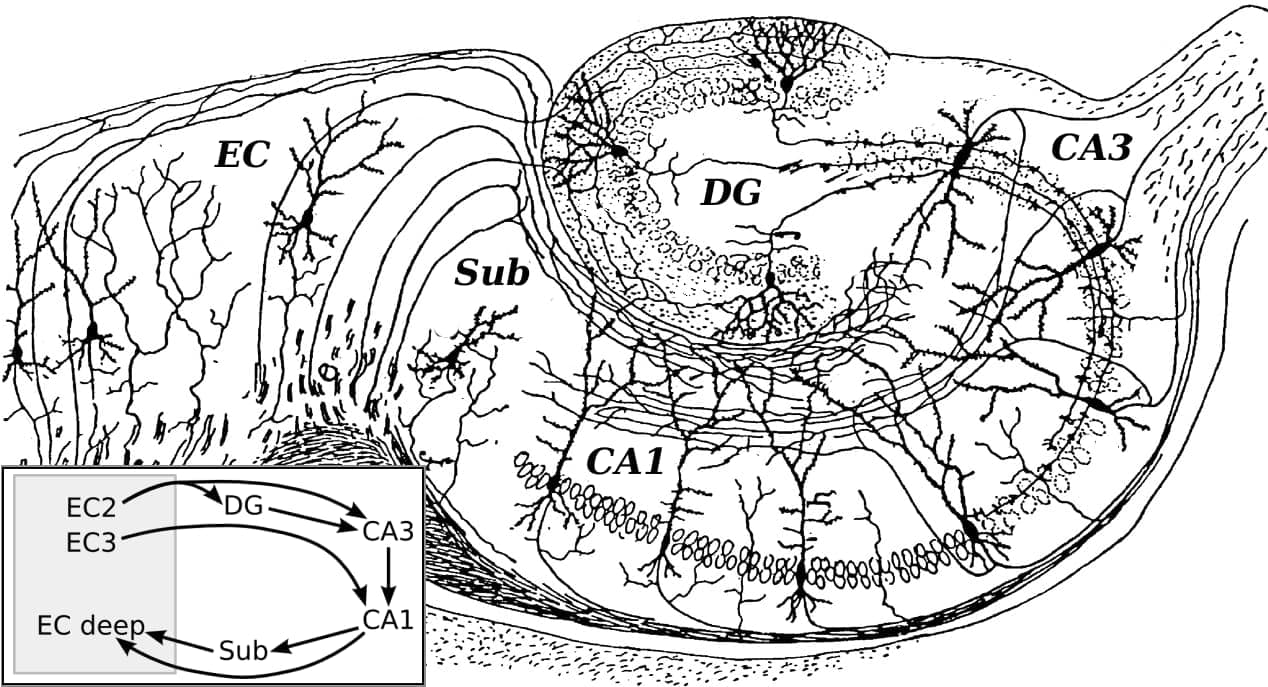 Neural circuitry of the rodent hippocampus