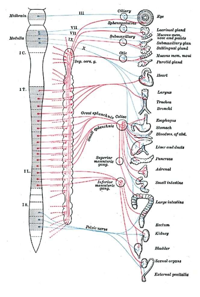 Diagram of the efferent sympathetic and parasympathetic nervous system