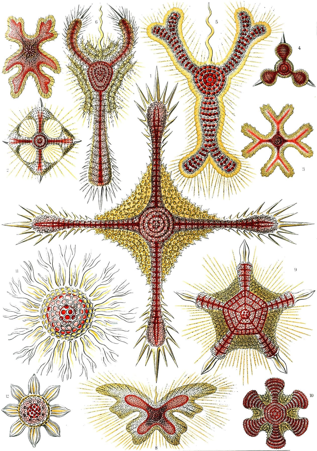 Discoidea — Kunstformen der Natur, Plate 31