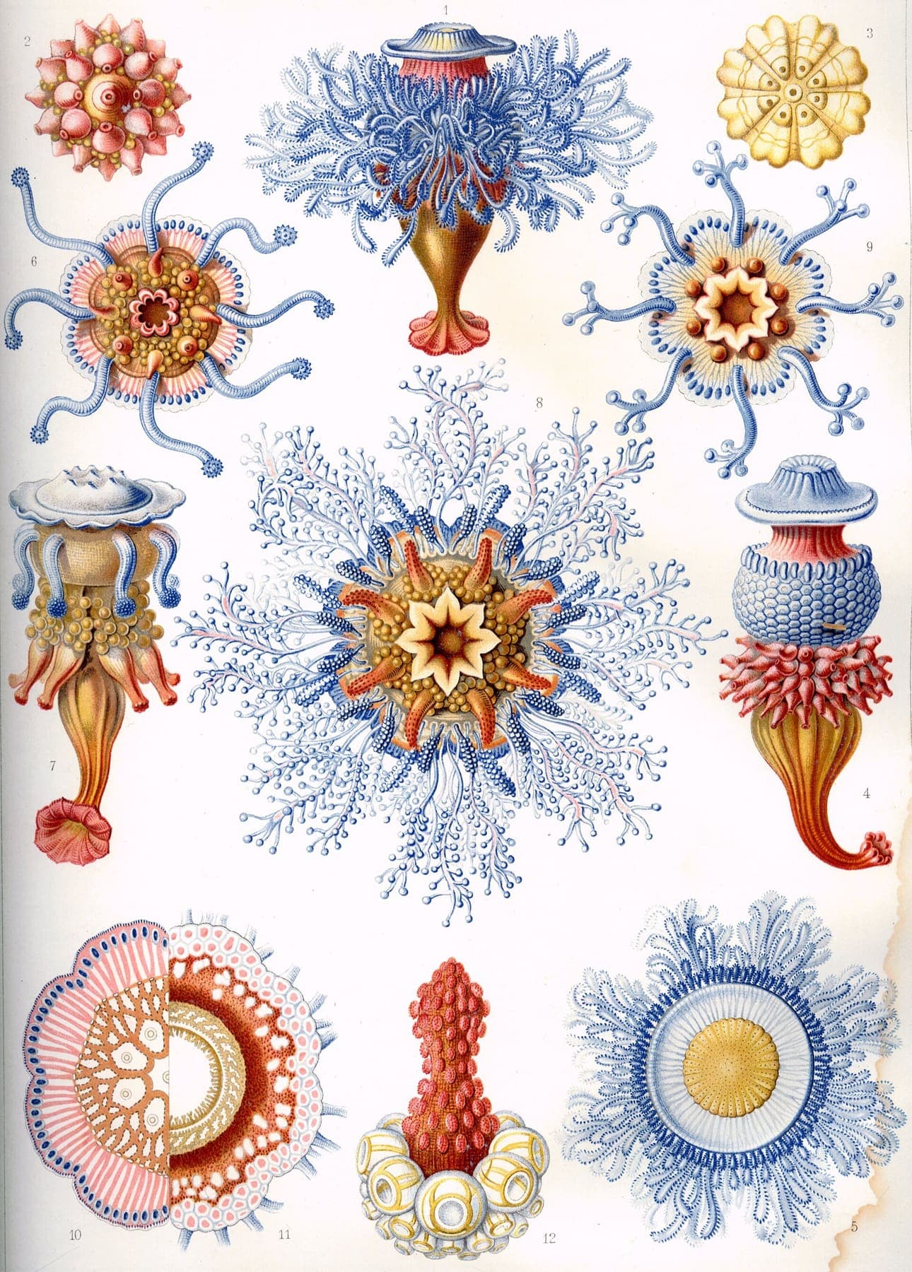 Siphonophorae — Kunstformen der Natur, Plate 17