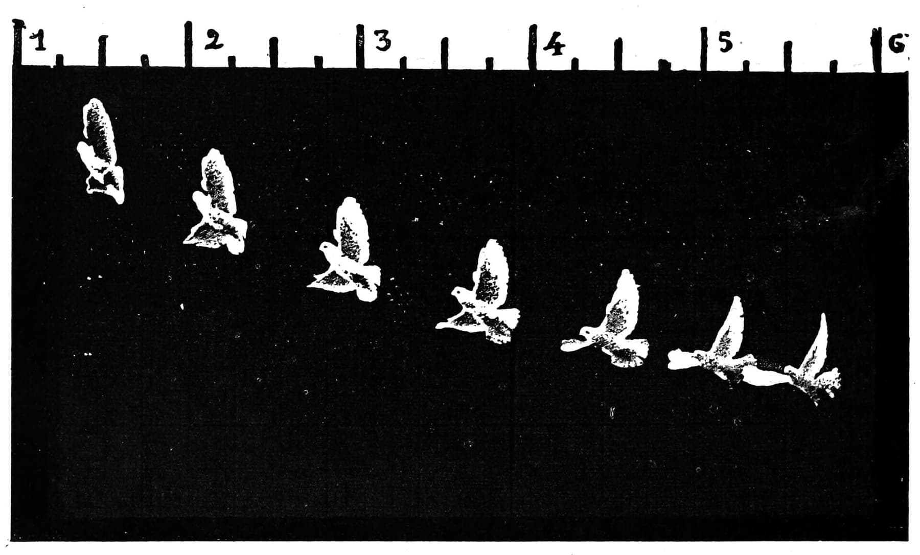 Chronophotograph of a pigeon in flight, against a scale