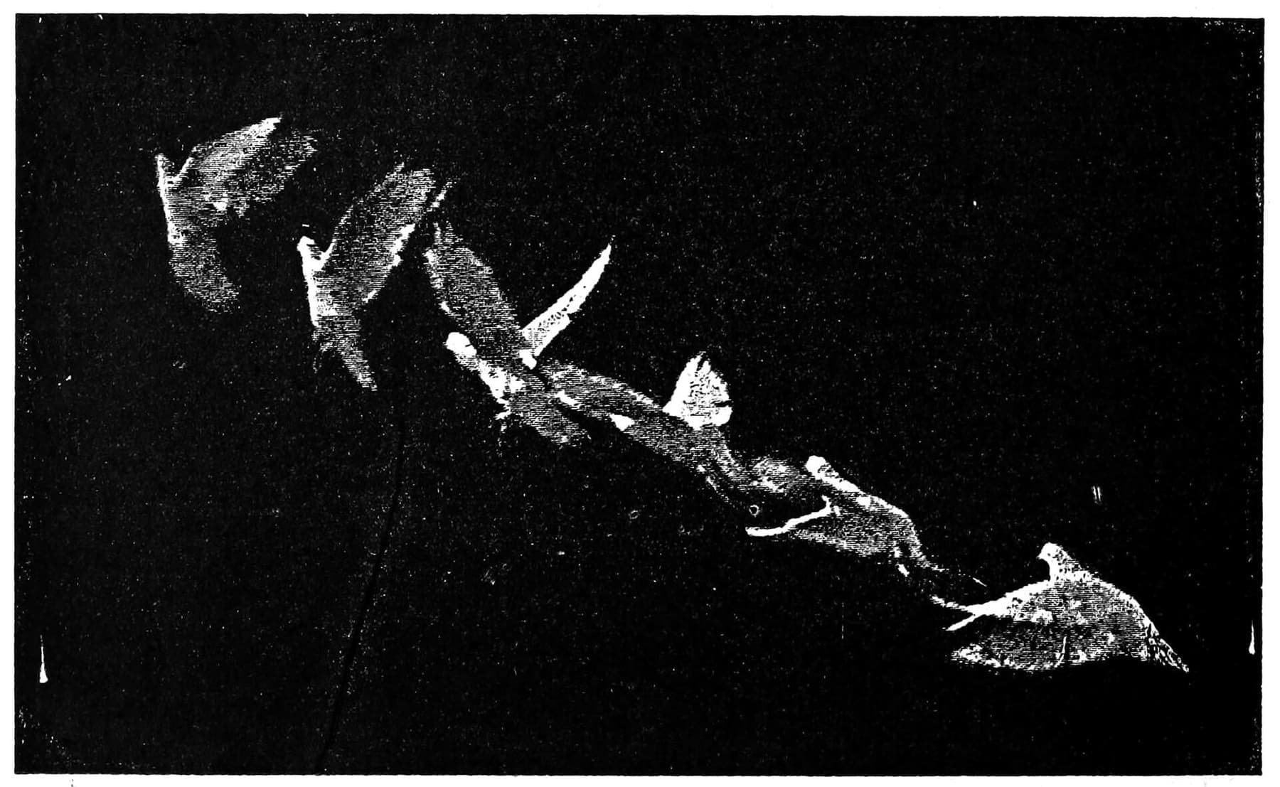 Chronophotograph of a bird in flight