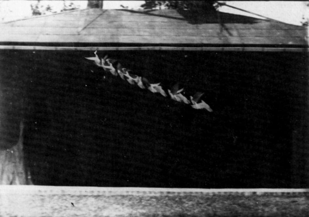 Chronophotograph of a pigeon taking flight
